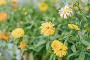 The Circle Garden in bloom, captured are many yellow and orange flowers